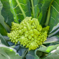 Screen Shot 2016-01-07 at 6.27.09 PM