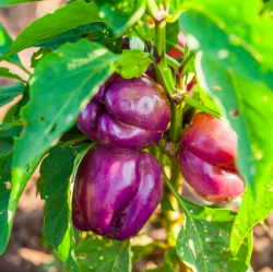 Screen Shot 2016-01-07 at 6.31.36 PM