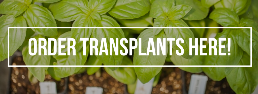 order transplants here banner