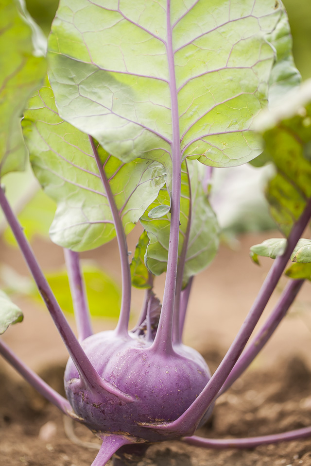 The Daily Dirt - Johnson's Backyard Garden