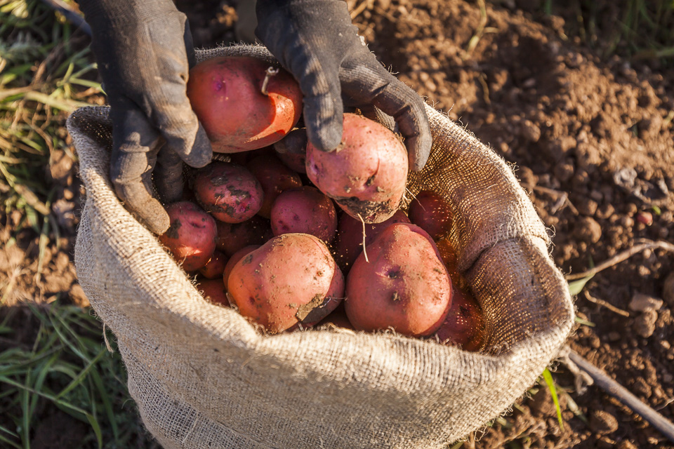 Potato Gleaning Community Service Opportunity