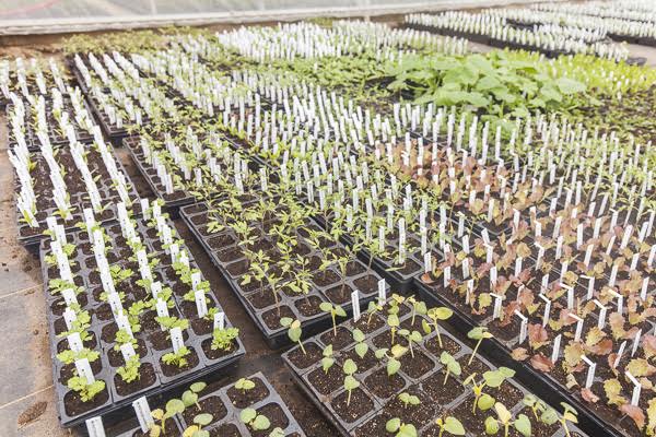 Backyard Gardening Backyard Gardening For A Good Healthy Vibrant Island The Backyard Backyard Gardening Backyard Gardening For A Good Healthy Vibrant Island The Backyard